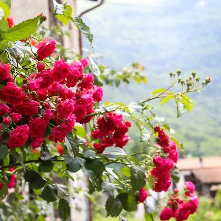La Curcina